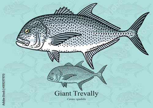 Giant Trevally (Giant Kingfish). Vector illustration for artwork in small sizes. Suitable for graphic and packaging design, educational examples, web, etc. photo