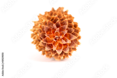 Shallow focus on a pine cone tip photo
