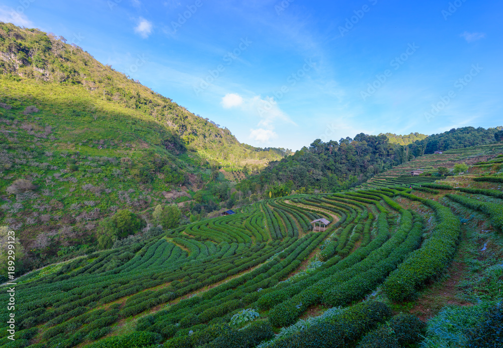 Landscape of  Tea plantation 2000 at Doi Ang Khang