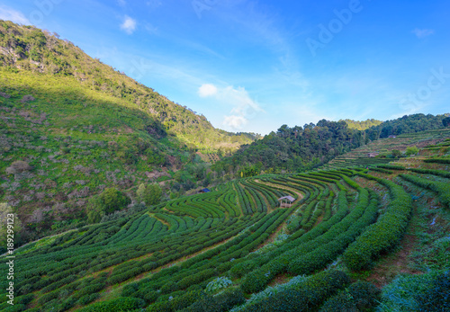 Landscape of Tea plantation 2000 at Doi Ang Khang