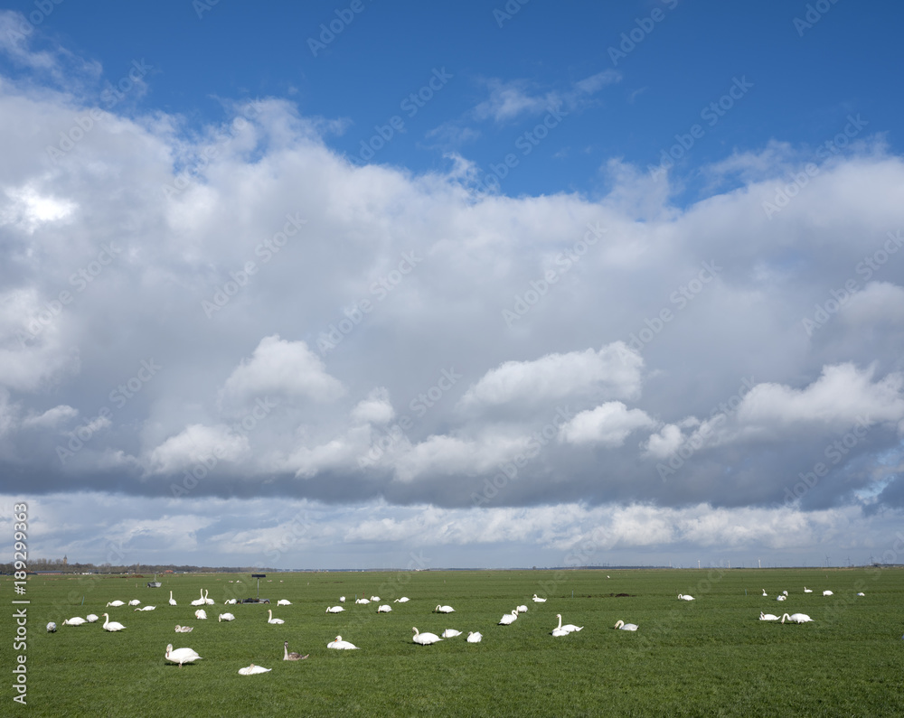 Obraz premium swans in green meadow under cloudscape near amersfoort and eemnes in the netherlands