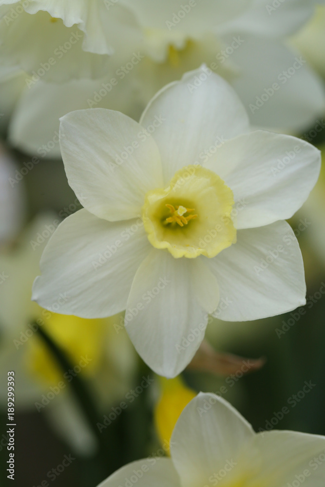 White daffodil closeup.Narcissus flower. Spring mood White daffodil closeup.Narcissus flower. Spring mood