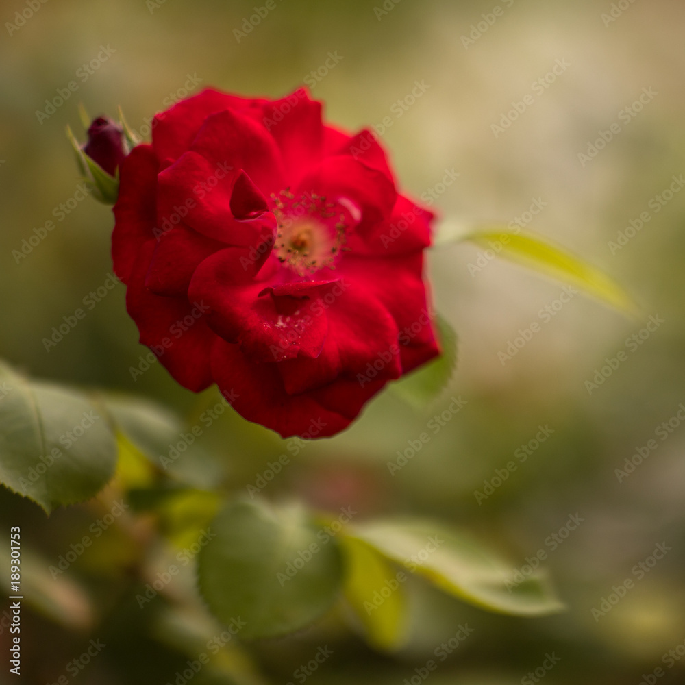 Red dog Rose Red dog Rose