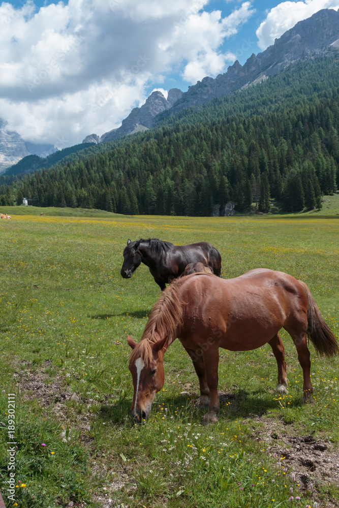 Brown Horses Pasturing in Grazing Lands: Italian Dolomites Alps Scenery