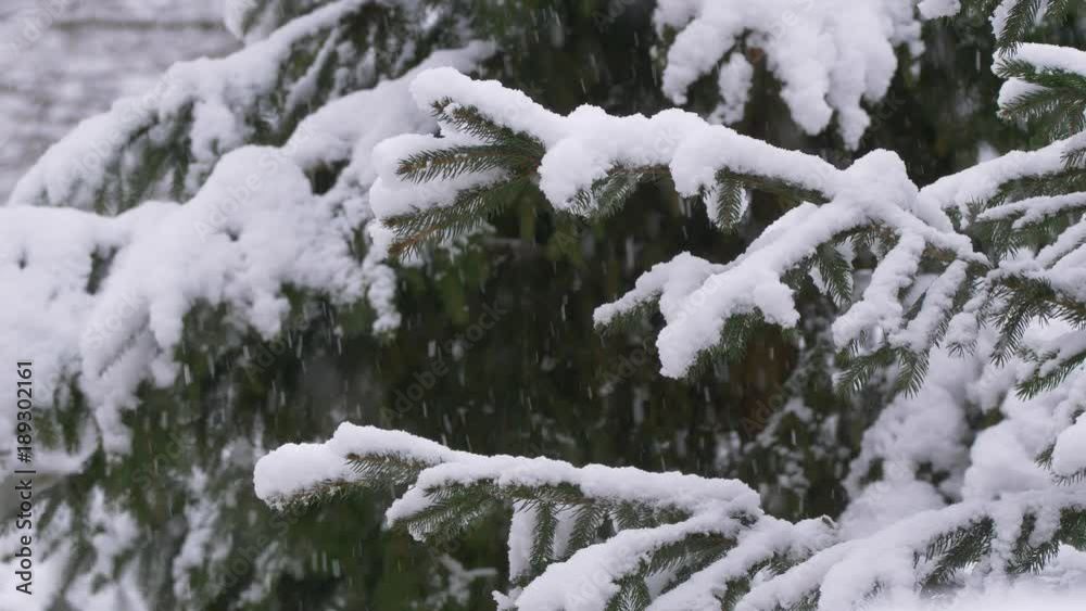 Forest in heavy snowfall Forest in heavy snowfall