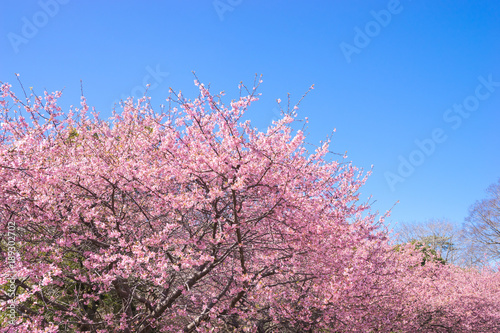 満開の河津桜