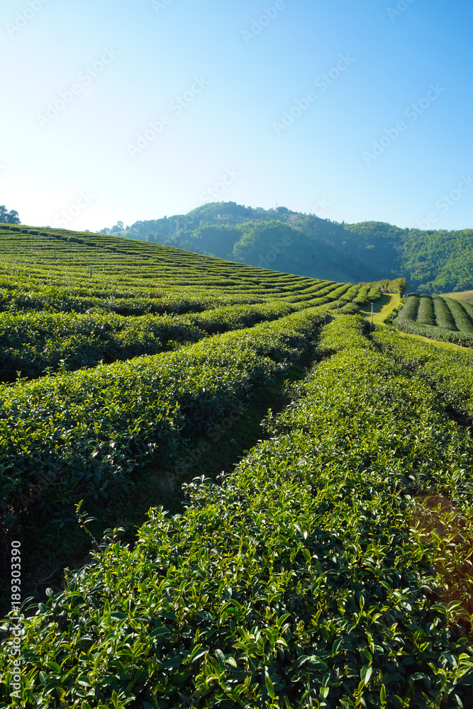 Tea plantation in Doi Mae Salong, Chiang Rai Thailand