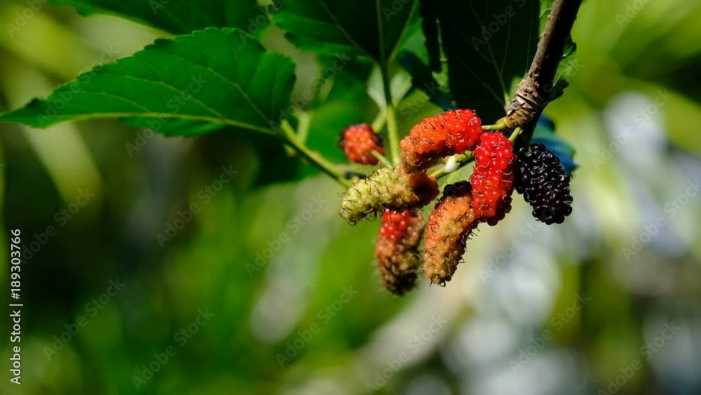 Selective focus mulberry fruit on tree, fresh mulberry in nature, Mulberry Hanging on Tree Branches 

against the Sky, Ripe mulberry hanging on Morus tree branch, Closeup.