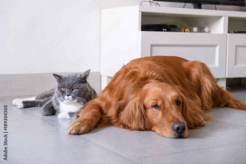 Golden Retriever and Cat