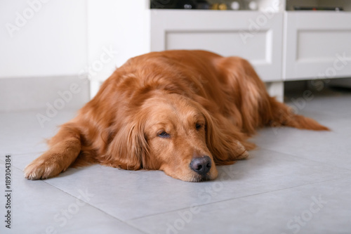 Golden Retriever to lie on the ground