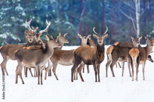 Fototapeta Naklejka Na Ścianę i Meble -  Winter wildlife. Group of noble deers Cervus elaphus in winter forest looking at camera. Nature habitat