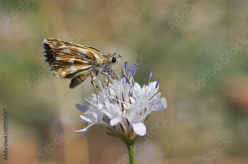 Spialia orbifer, red skipper or Hungarian Skipper. Little butterfly on wildflower in summer photo