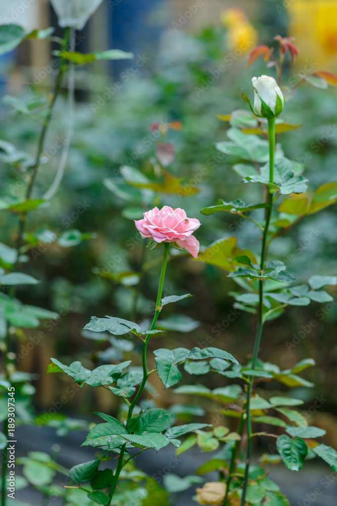 rose with buds in a romantic flower garden. rose with buds in a romantic flower garden.