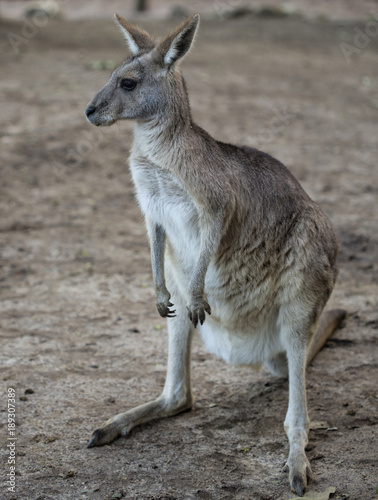 Kangaroo