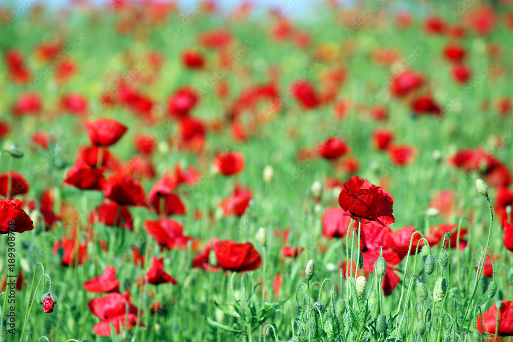 red poppies flower meadow spring season