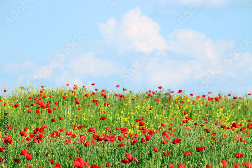 red poppies flower meadow spring season landscape