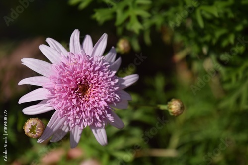 Purple flower on natural background