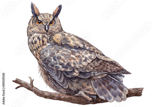 Watercolor hand drawn long-eared owl on white background