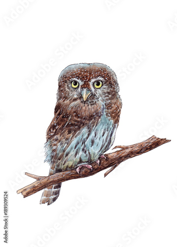 Watercolor hand drawn pygmy owl on the white background © Karina