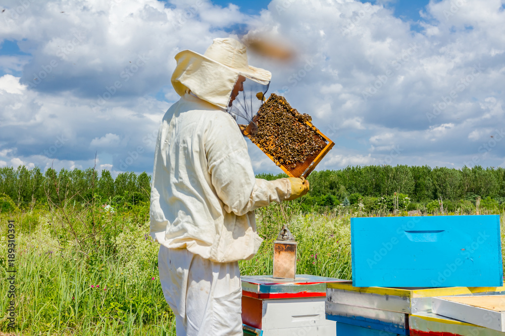 Apiarist, beekeeper is holding honeycomb with bees Apiarist, beekeeper is holding honeycomb with bees