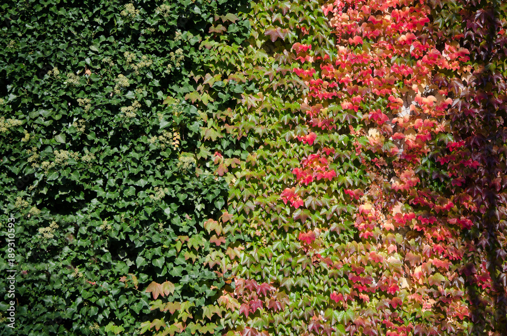 Wine on Wall. Autum Scene. Wine on Wall. Autum Scene.