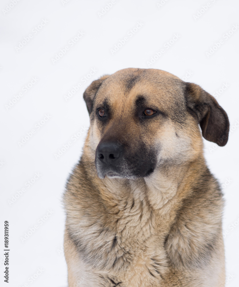 Winter portrait of cute mixed breed stray dog