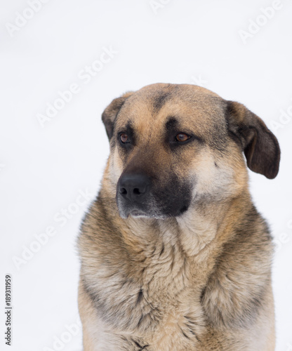 Winter portrait of cute mixed breed stray dog