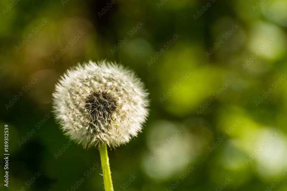 Fototapeta premium Makro Löwenzahn
