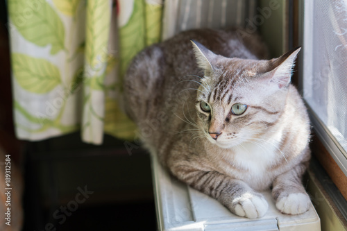 The cat living at near the window.