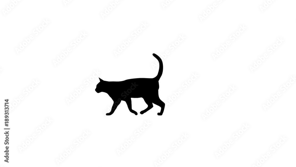 Silhouette of the black cat, animation on the white background