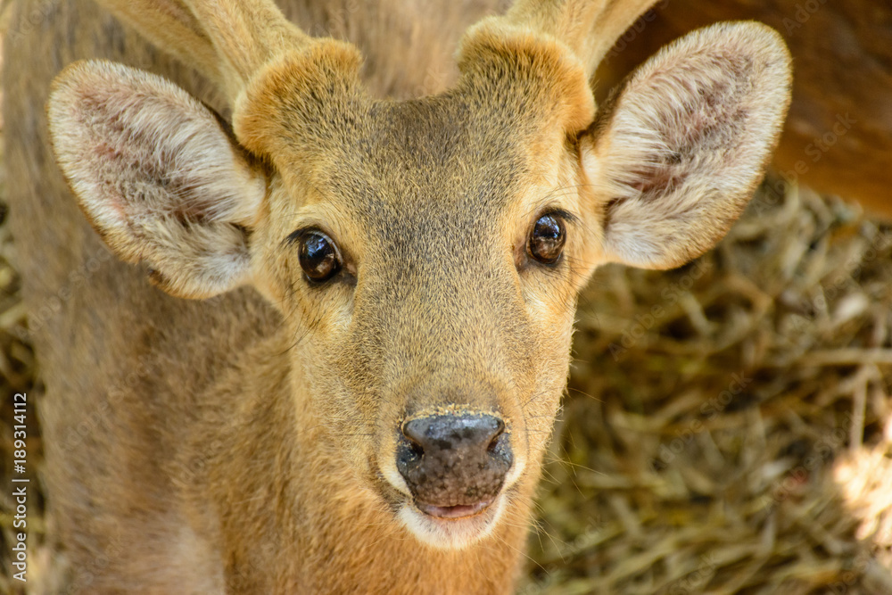 Fototapeta premium closeup photo of cute reindeer