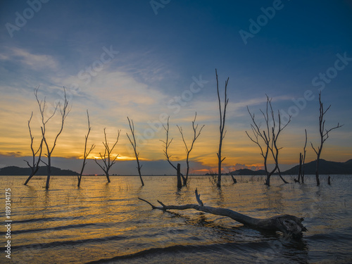 Perennial trees die in a sunset reservoir. Early in April of Thailand.