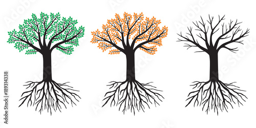 Big tree in summer, autumn and winter