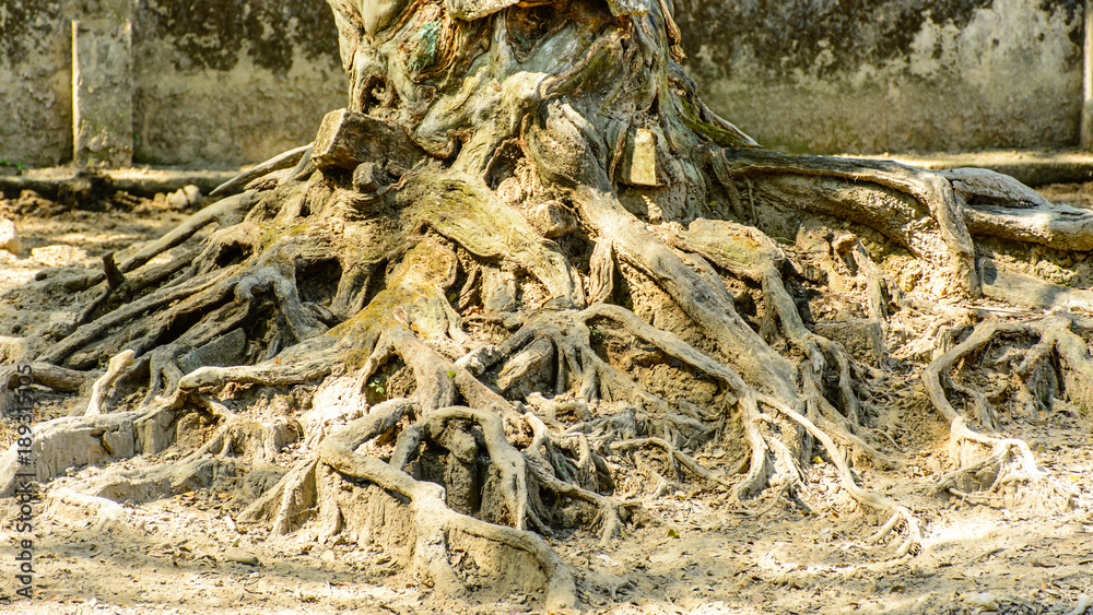 photo of tree roots into the ground