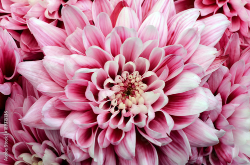 Pink flower for floral background or texture