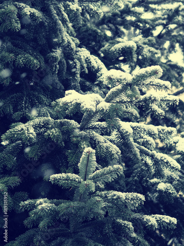 Winter background with fir tree and snow