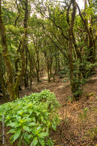 Üppige Vegetation in den Lorbeerwäldern auf Teneriffa