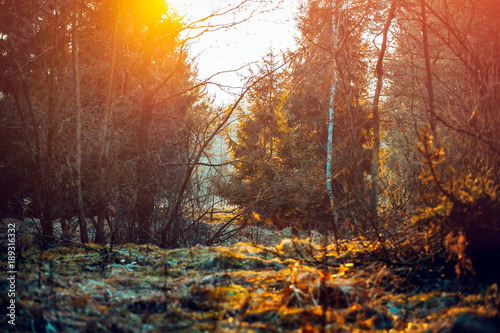 European mixed forest during sunset