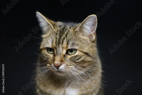 Katze im Studio fotografiert mit Makro objektiv   © helfei