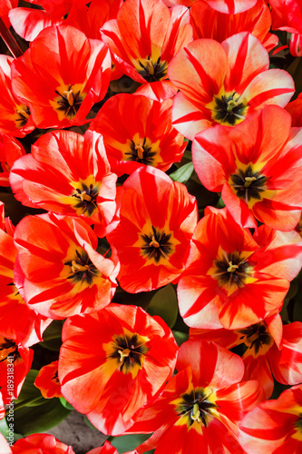 Fototapeta Naklejka Na Ścianę i Meble -  tulips in spring field