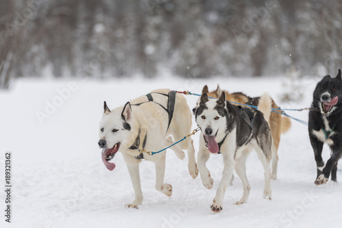 Dog race in deep winter
