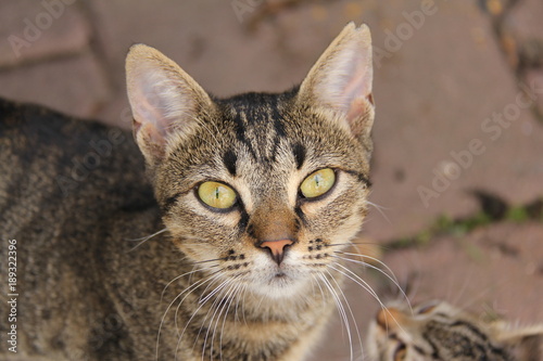 Wallpaper Mural cat Torontodigital.ca