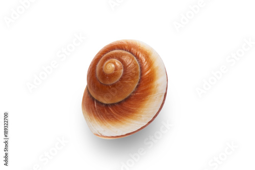 Sea shell isolated on a white background.