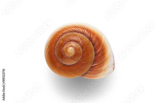 Sea shell isolated on a white background.