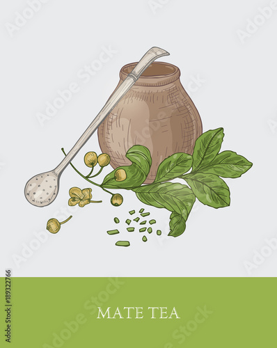 Mate drink inside calabash gourd, bombilla with filter or straw, ground tea and plant with leaves and berries. Traditional South American herbal infused beverage. Colored vector illustration for tag.