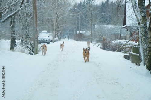 dogs on a snowy rural road