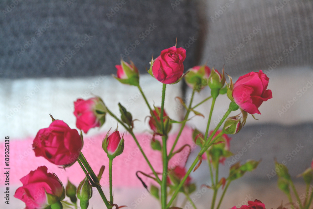 The branch of pink roses. Beautiful pink flowers. The branch of pink roses. Beautiful pink flowers.