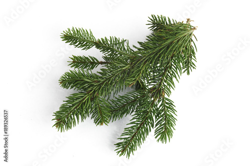 twig of fir on a white background