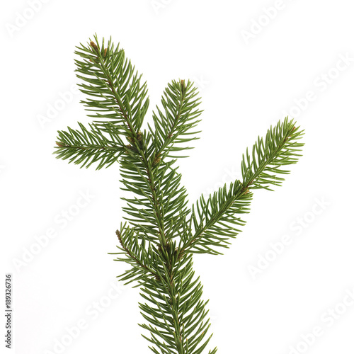 twig of fir on a white background