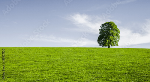 Baum auf Wiese